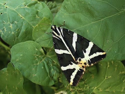 spriadač kostihojový