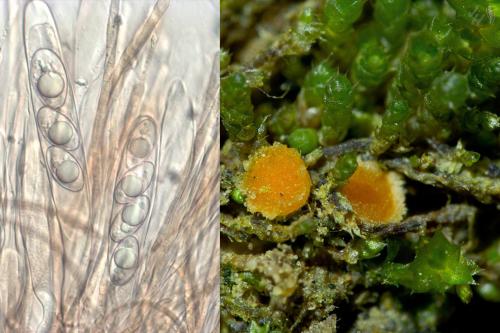 kvapka machová štvorvýtrusná