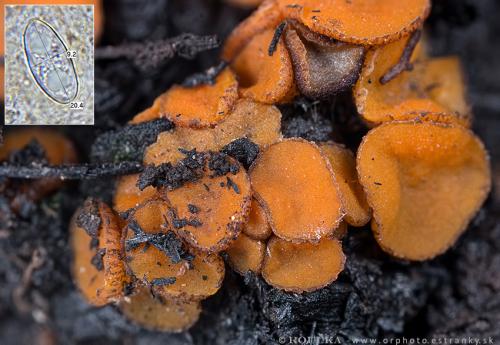 uhliarka obyčajná / spálenitka uhelná