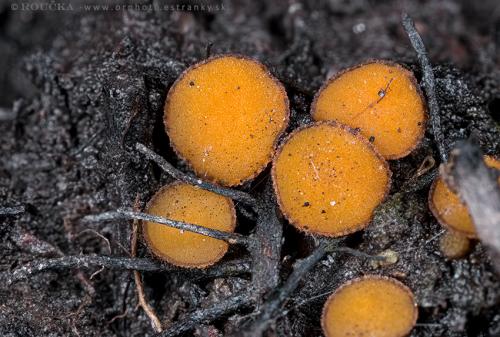 uhliarka obyčajná / spálenitka uhelná