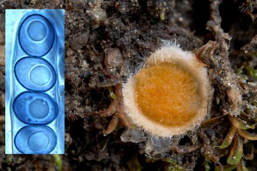 lesklospórka skrútencová