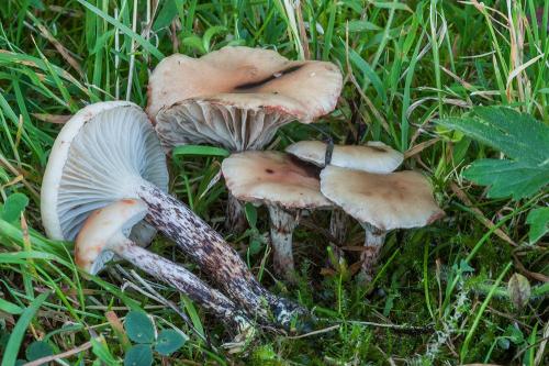 sliziak škvrnitý / slizák skvrnitý