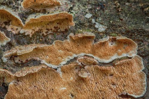 srsťovec Bourdotov / ostnateček Bourdotův