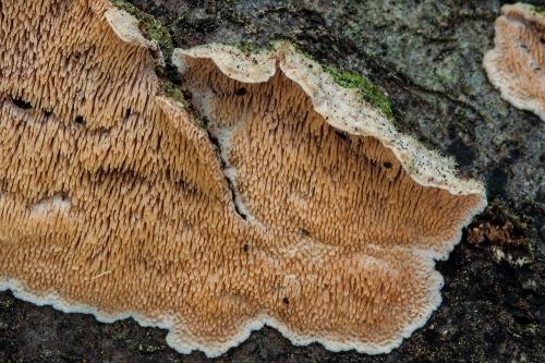 srsťovec Bourdotov / ostnateček Bourdotův