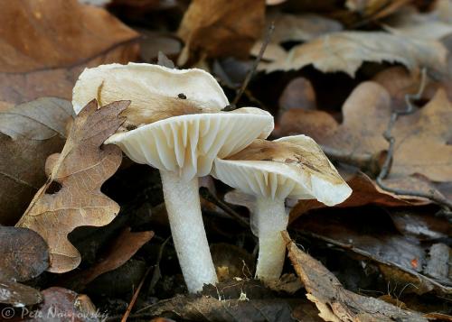 šťavnačka vláknitá