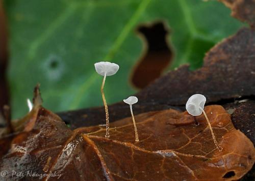 tanečnica brečtanová