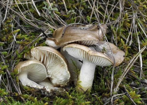 šťavnačka hnedobiela