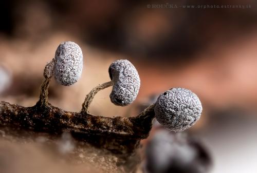 vápnikovec bielošedý