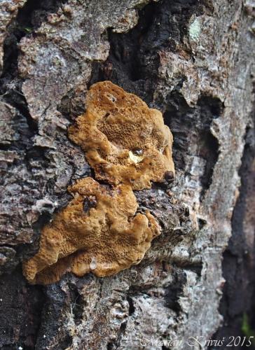 ohňovec škľabkovitý