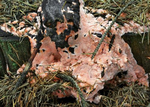 tvarohovník lososový