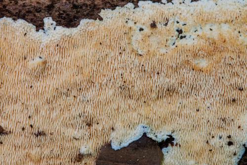 srsťovec okrovožltý / ostnateček okrový