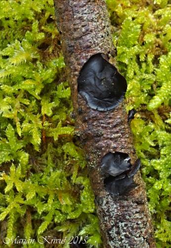 Ionomidotis fulvotingens