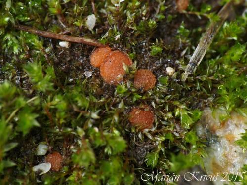 lesklospórka Seaverova / kulosporka Seaverova