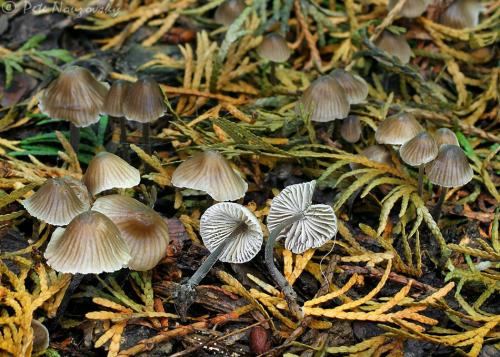 prilbička inovaťová