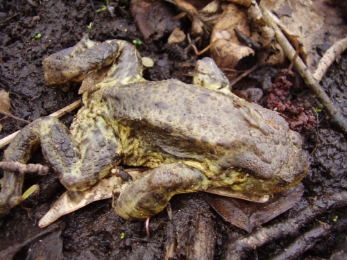 ropucha bradavičnatá