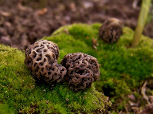 smrčok obyčajný / smrž jedlý