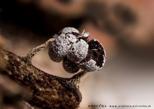 vápnikovec bielošedý