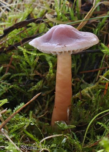 lúčnica tehlová/voskovka cihlová