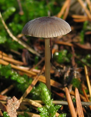 prilbička obyčajná / helmovka obecná