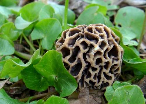 smrčok obyčajný / smrž jedlý