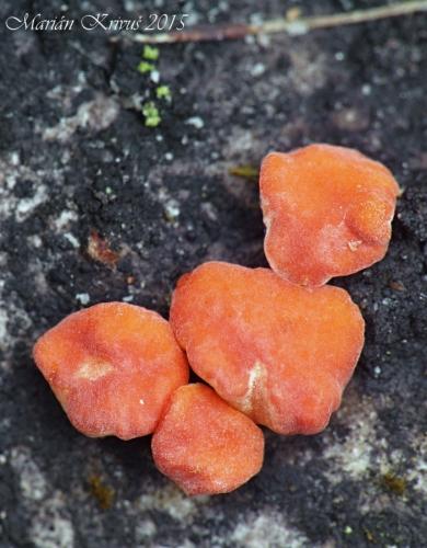 kornatka svetločervenkastá