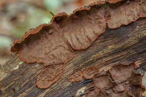kožnačka tabakovohnedá / kožovka tabáková