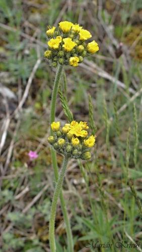 chlpánik mnohokvetý/chocholíkatý