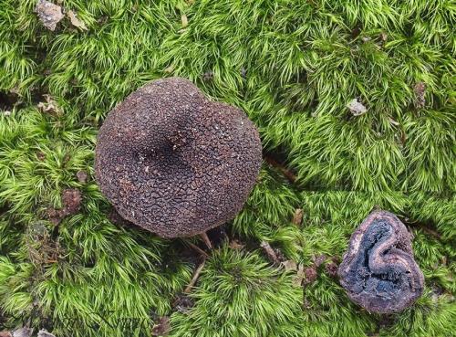 srnka modrovýtrusná