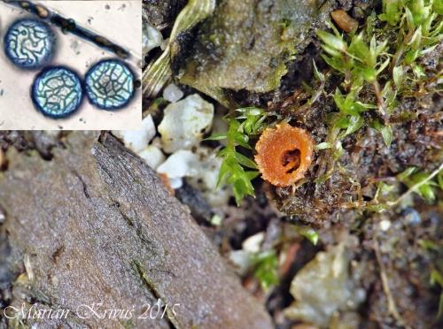 lesklospórka Seaverova / kulosporka Seaverova