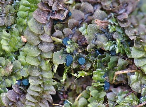 Mniaecia jungermanniae