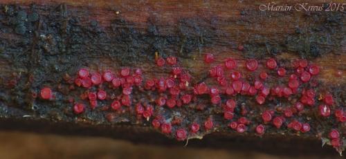 Patinellaria sanguinea