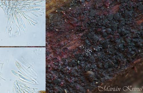 Patinellaria sanguinea