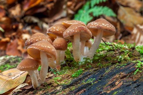 drobuľka vodomilná / křehutka vodomilná