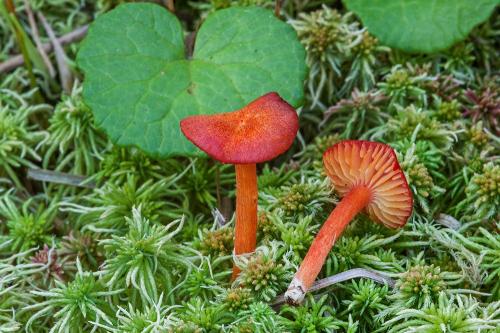 lúčnica zrnitá / voskovka vroubkovaná