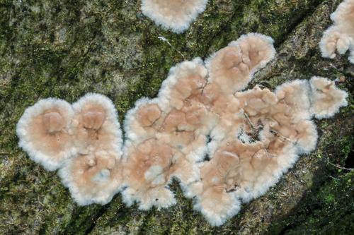 pukavec rozložitý / kornatec rozvitý