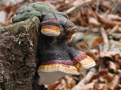 práchnovček pásikavý / troudnatec pásovaný