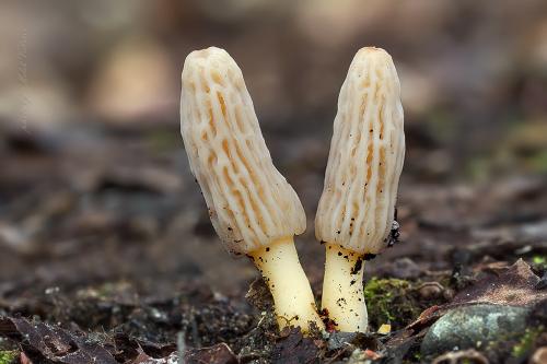 smrčok kužeľovitý / smrž kuželovitý