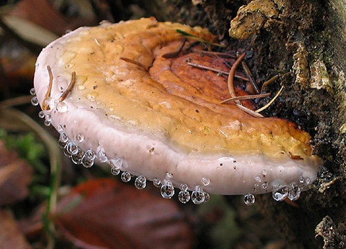 práchnovček pásikavý / troudnatec pásovaný