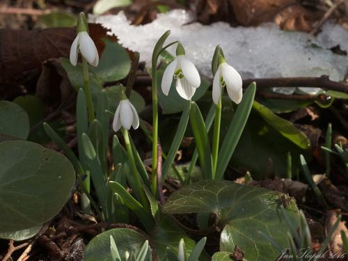 snežienka jarná