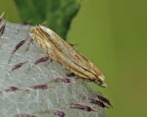 Eucosma sp.