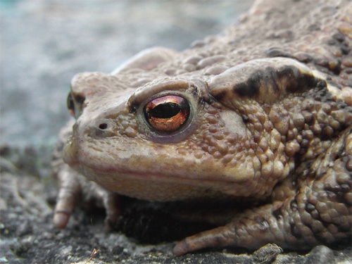 ropucha bradavičnatá