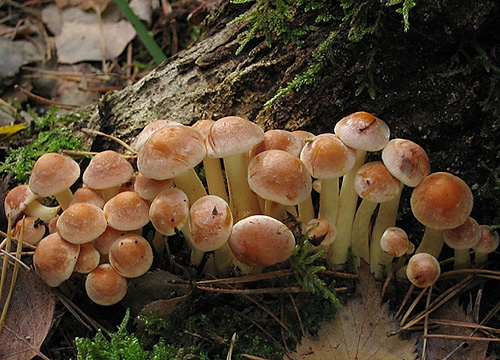 strapcovka tehlovočervená / třepenitka cihlová