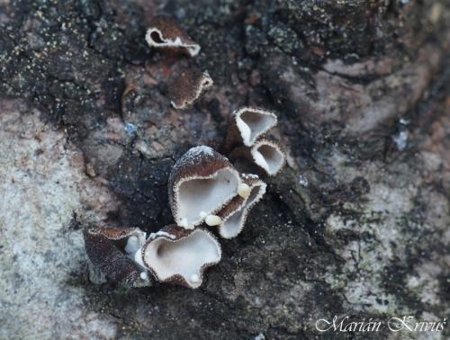 obrúbenec jedľový