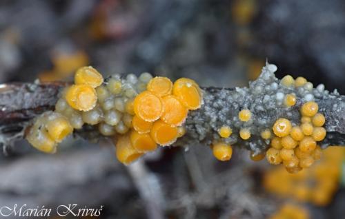 vláknohlivka vretenovitovýtrusná / oranžovka vřetenovýtrusá