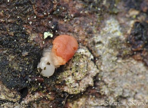 kráterokrčka třešňová (CZ)