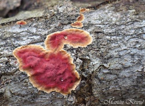 kožnačka červená / kožovka purpurová
