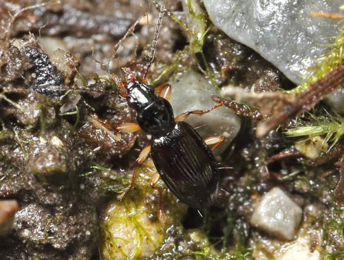 rod Bembidion