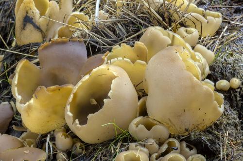 čiaška vosková / řasnatka vosková