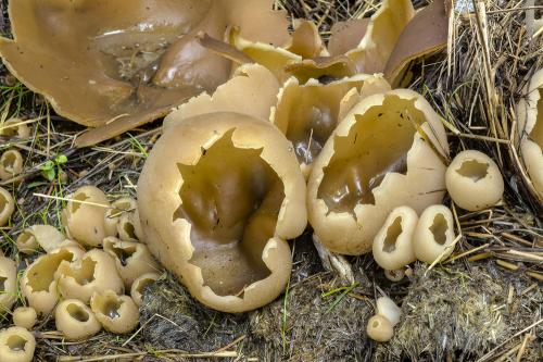 čiaška vosková / řasnatka vosková