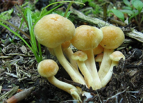 strapcovka zväzkovitá / třepenitka svazčitá